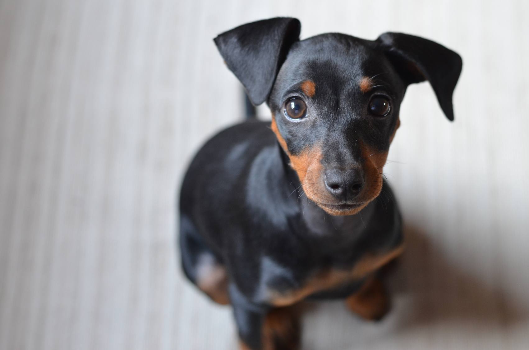 Cute puppy with magnetic eyes